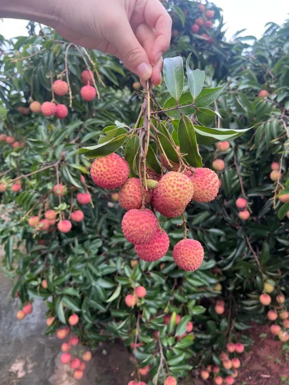 正宗桂味荔枝新鲜现摘现发整箱包邮冷链空运发货