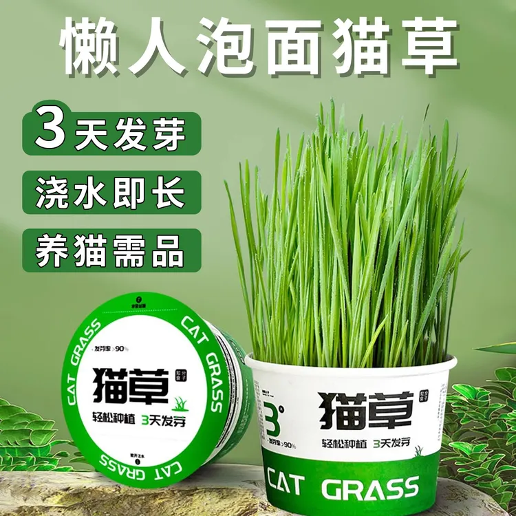 泡面猫草盆栽猫咪毛球草天然自种水培猫草种子小麦育苗盆猫咪零食