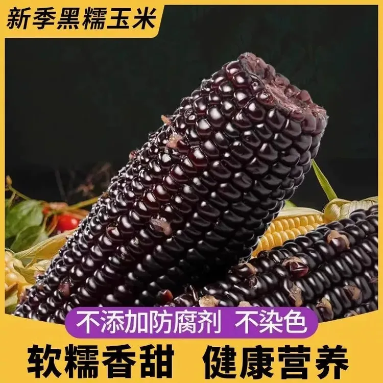 东北正宗头茬新黑糯玉米240g*10棒