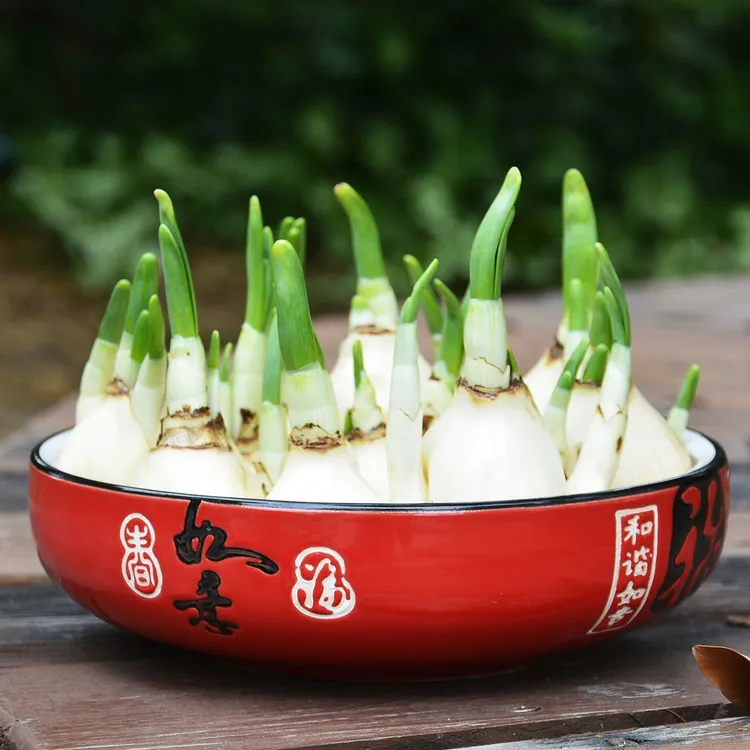 好养漳州水仙花种球种子水养四季开花室内外客厅冬季水培植物绿植