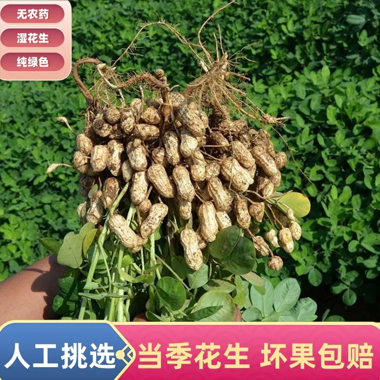 新鲜现挖带壳粉皮湿花生可水煮生吃农家自种2025年新鲜罗汉果
