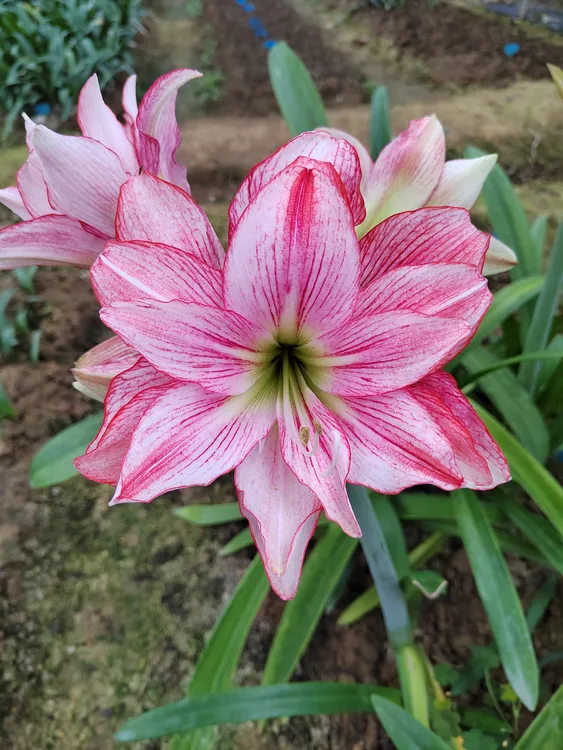 小园丁  台湾朱【长春玉慈】朱顶红  下过侧芽