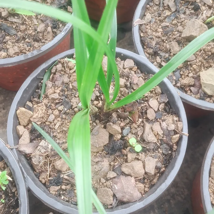 兰花自然养植盆栽连体小苗四季观赏花卉绿植兰花盆栽