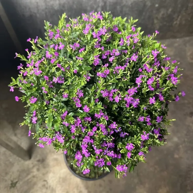 满天星棒棒糖盆栽花卉庭院四季开花植物新手易养护