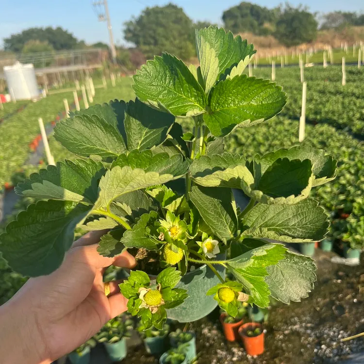 奶油草莓苗盆栽带花带果带土丹东天使四季结果阳台种植红颜特大盆