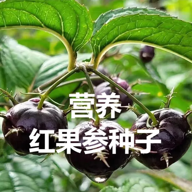 红果参种子水果当年结大果春季云南算盘果蛛蛛果特色酸甜水果种子商品图