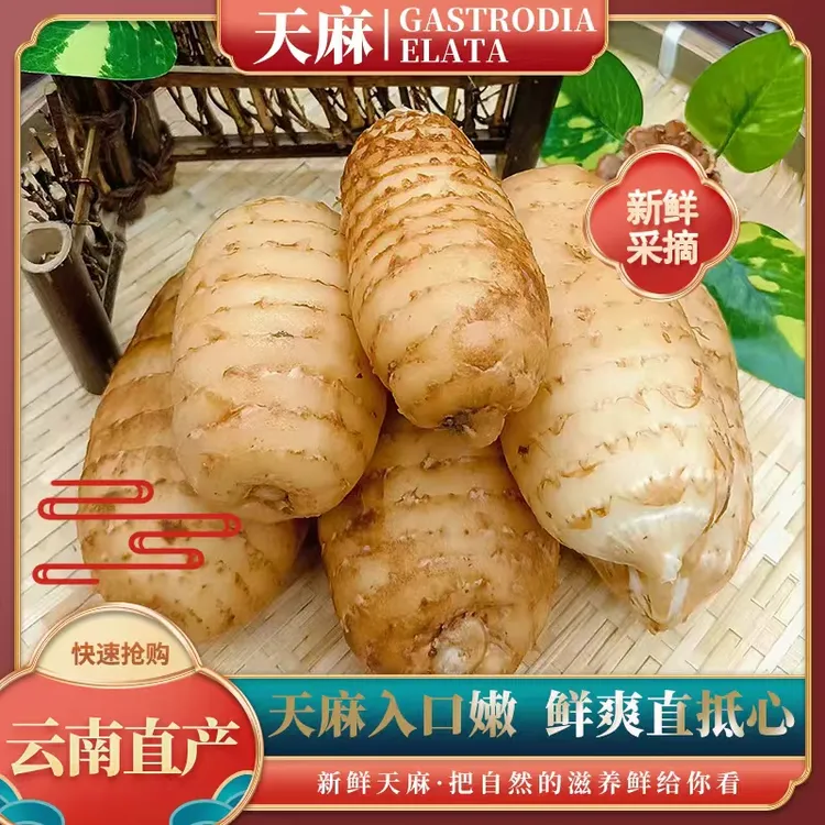 顺丰/云南昭通小草坝新鲜天麻野外现挖滋补正品仿野生天麻煲汤