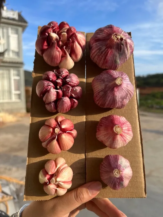 福利中小果云南紫皮蒜可做种多瓣红香蒜25年新干蒜农家自种
