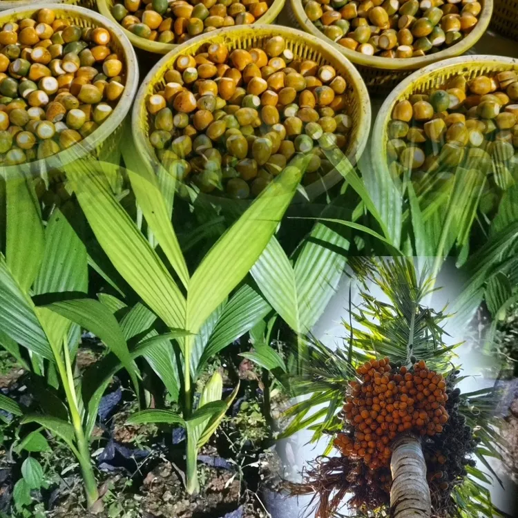 海南自家优质槟榔小苗(一单10棵，三叶一尖)