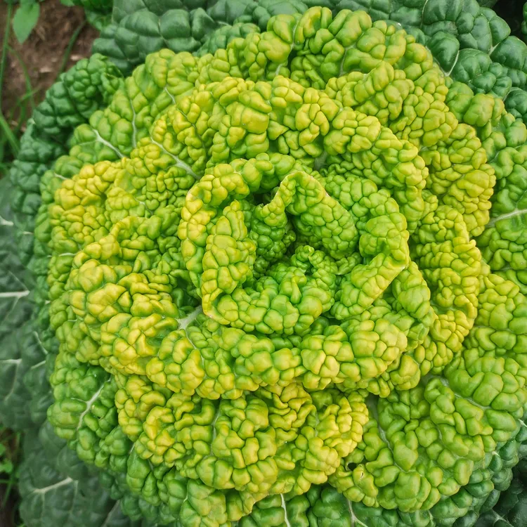 矮秆黄心菜乌塌菜矮白菜菊花菜泡泡菜乌菜农家新鲜蔬菜小青菜