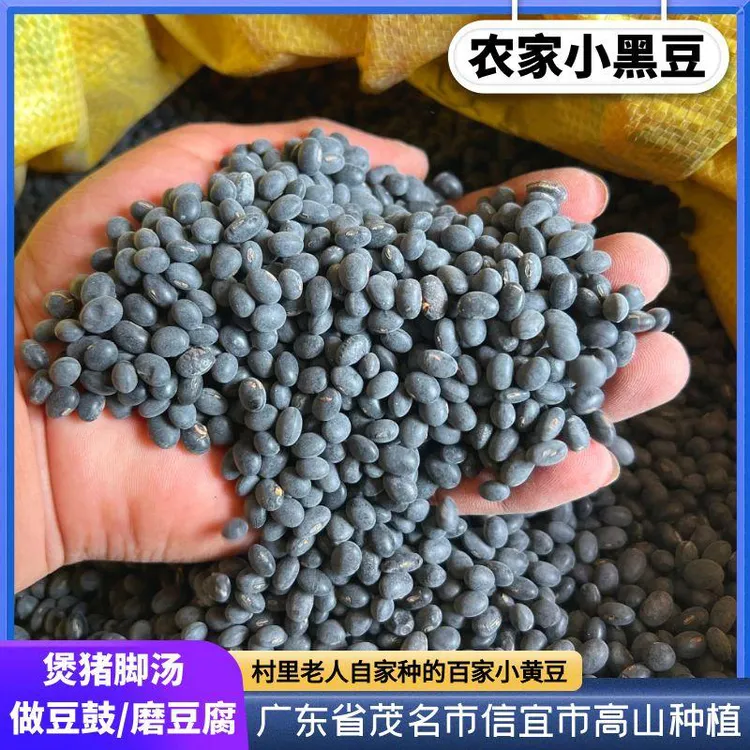【小黑豆】信宜本地村民自种自晒黄芯黑豆仔可煲汤做豆腐豆浆米豆仔