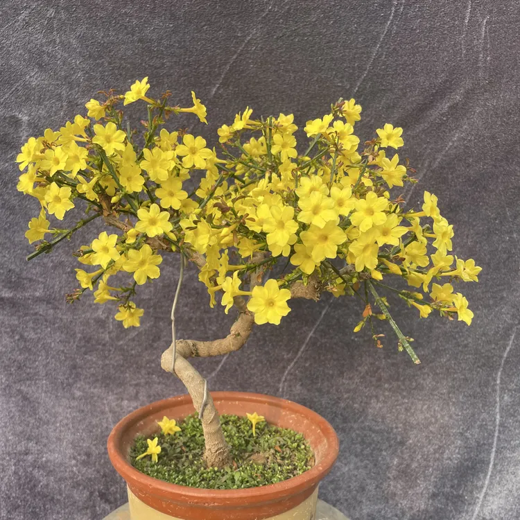 迎春花盆景直播间下单处