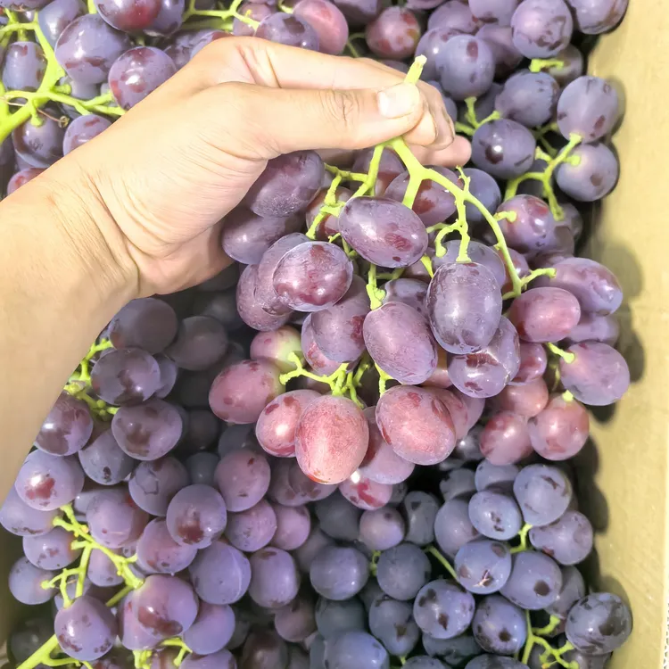 【顺丰空运】新疆黑马奶葡萄，也叫黑提马奶，清爽脆甜可口有籽