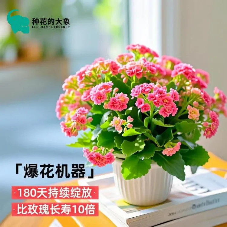 稀有长寿金狐狸盆栽大花重瓣四季开花新品花苞室内外花卉直销