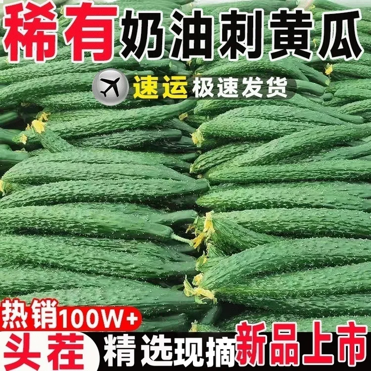 【农家种植】现摘新鲜东北刺黄瓜新鲜脆嫩奶油黄瓜蘸酱腌菜黄瓜蔬菜