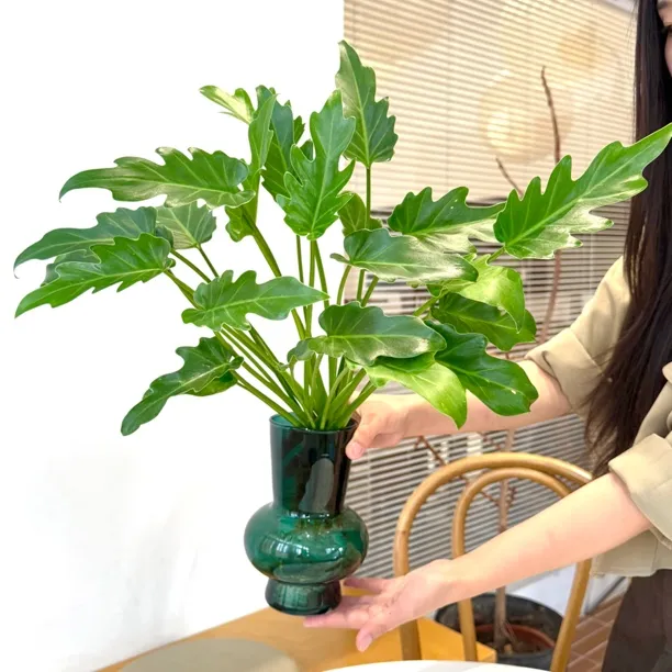 水培龙鳞小天使春羽水培绿植室内桌面盆栽好养活可净化空气花卉