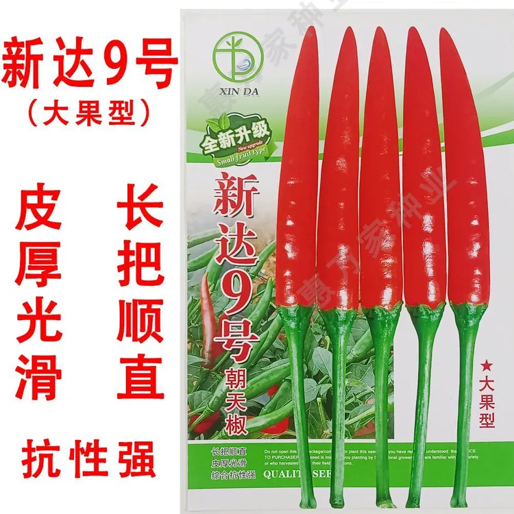 （热销）大果单朝天椒种子辣味浓香大果单生朝天椒种籽高产抗寒耐热