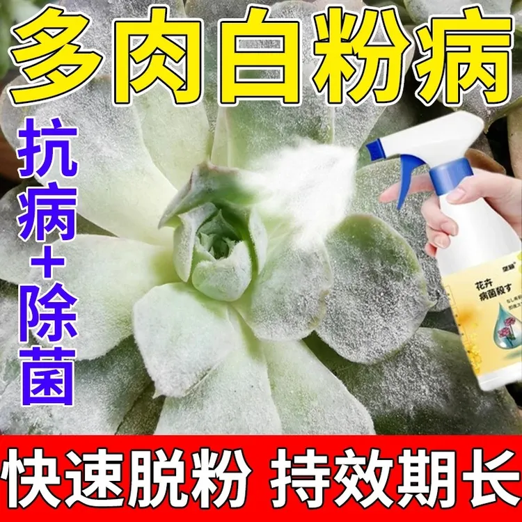 多肉病害专用除菌剂多肉白粉病掉叶烂根黑斑病炭疽烟煤病专用肥料