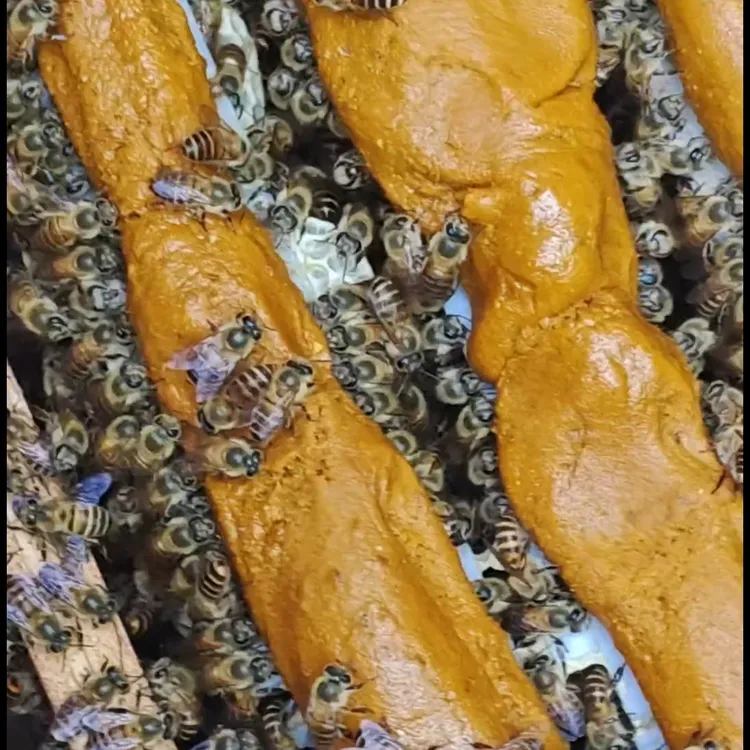 发酵蜂花粉浆蜜蜂饲料中蜂专用促进蜂王产卵增强蜜蜂体质中蜂蜂粮