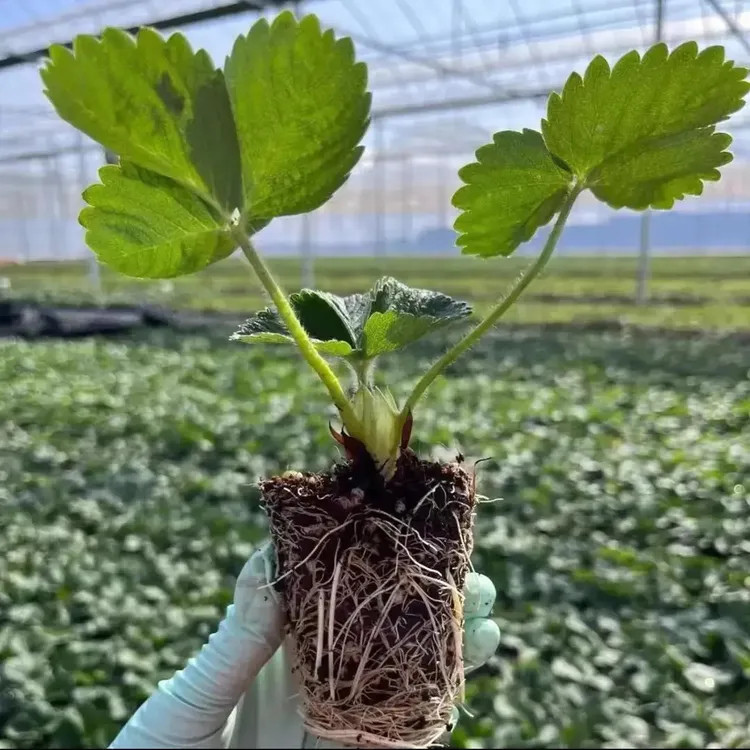 四季结果草莓苗奶油草莓种苗盆栽地栽精品穴盘红颜丹东四季结果商品图