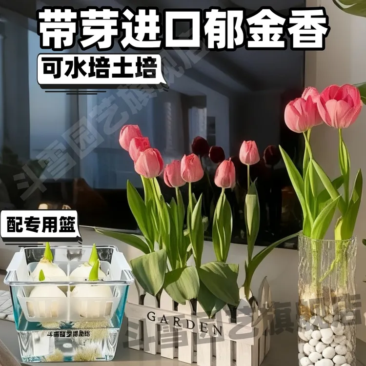 水培郁金香种球五度球荷兰进口土培水培耐寒盆栽种子水培植物阳台