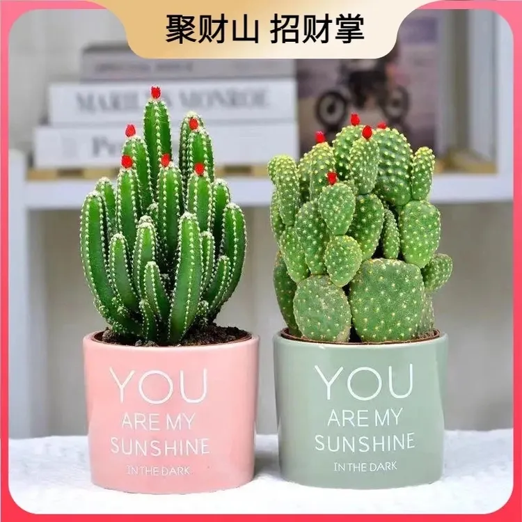 新人好养多肉植物仙人掌万重山盆栽招财掌绿植办公室内摆件吸甲醛