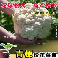 菜花苗花菜苗西蓝花苗包菜苗西兰花苗西蓝花苗翠绿水果甘蓝苗