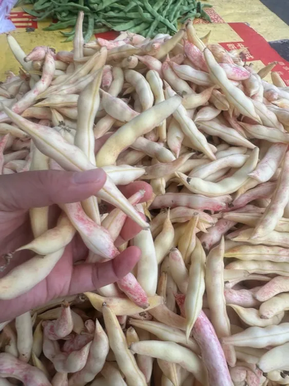 东北吉林通化农户自产黄金勾豆角