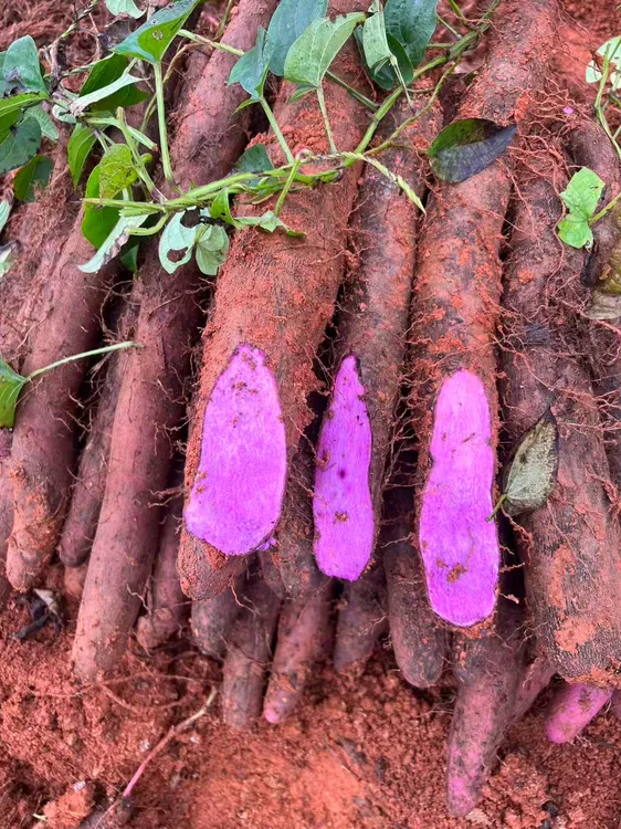 【1】云南正宗紫山药新鲜蔬菜农家自种紫色大薯脚板薯整箱包邮