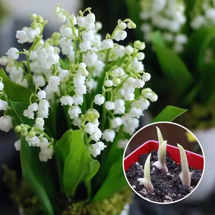 【稀有品种】带芽铃兰花根浓香型铃兰盆栽花卉阳台室内外耐寒热植物