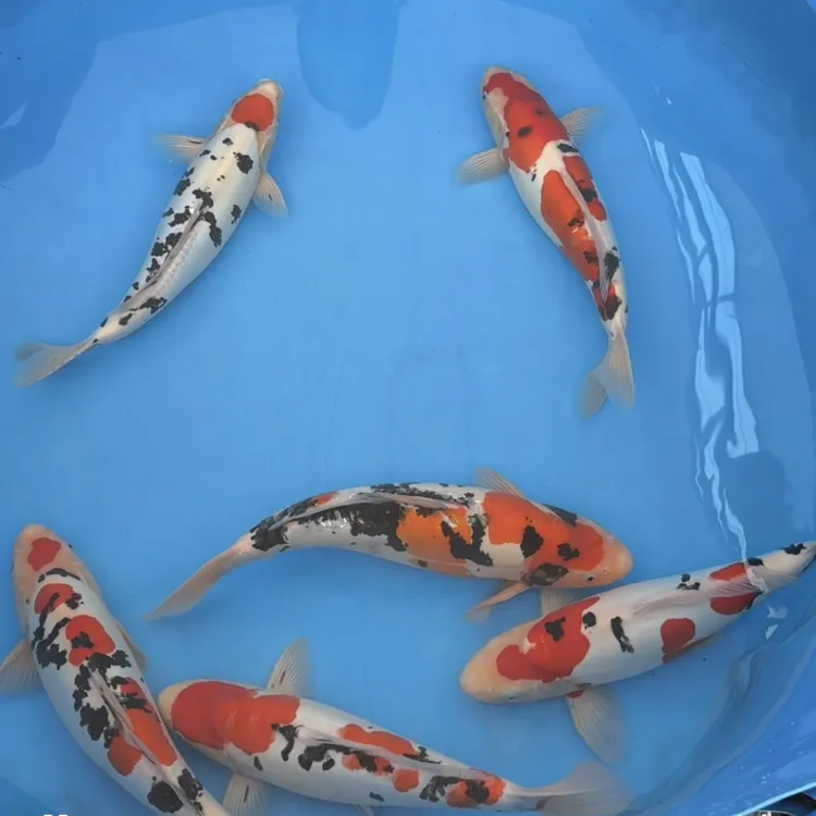 日本进口篠田德系锦鲤纯种锦鲤淡水鲤鱼观赏鱼好养耐活