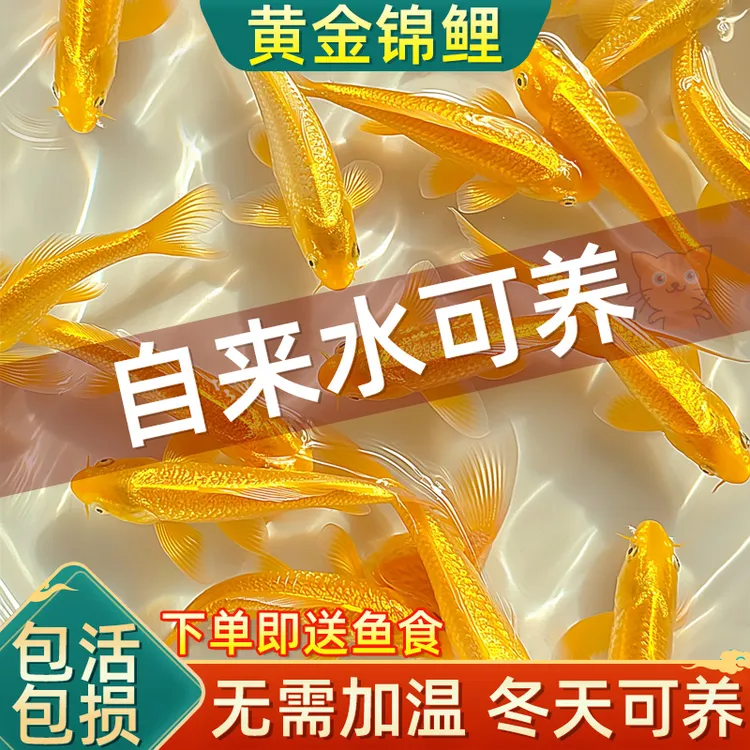 黄金锦鲤活鱼招财鱼金鱼活鱼好养耐活冷水鱼鱼苗活体小金鱼观赏鱼
