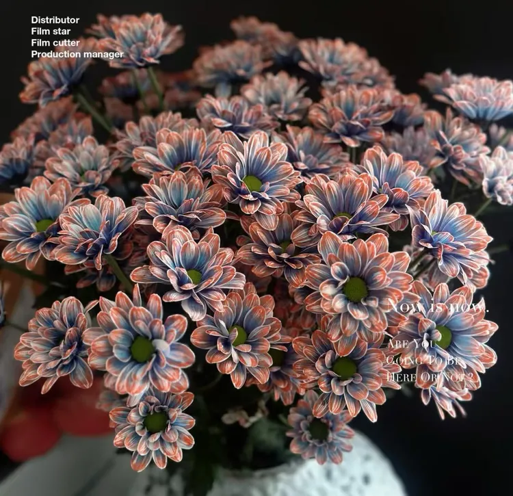 糖糖专属【鲑鱼油画紫小菊】好养花期长治愈吸色花材办公室家庭用花圆通冷链