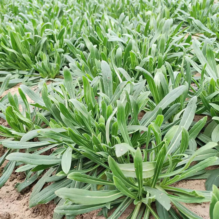 野生面条菜种子四季播农家新鲜野菜面条菜当季野菜蒸菜野保种子