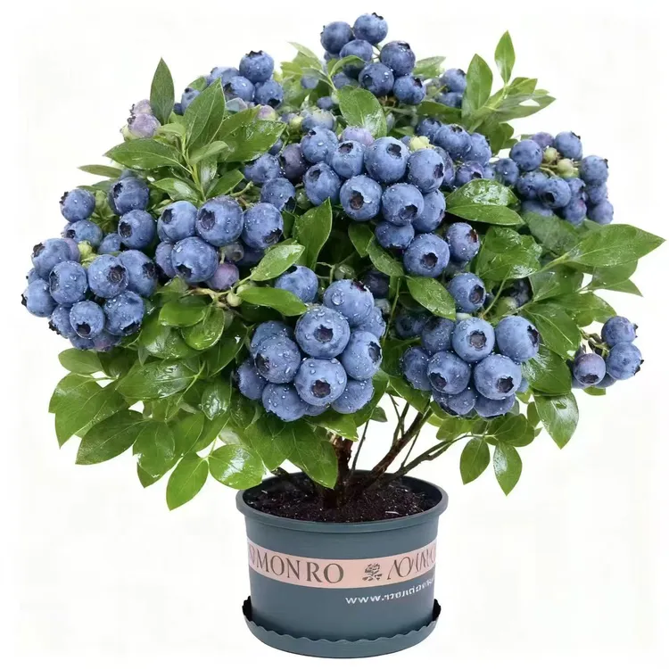 【新品蓝莓苗】大苗加仑原盆原土高产适合南北方阳台庭院种植