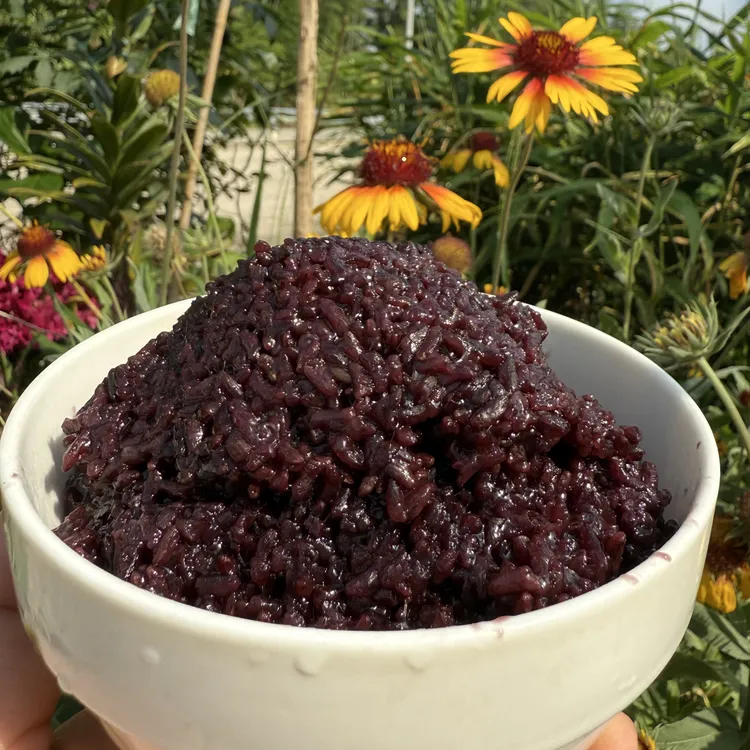 仙游钟山紫糯米2025年新米 新鲜美味营养丰富