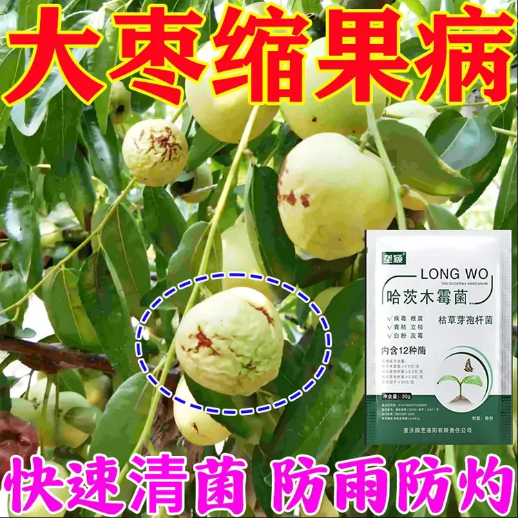 大枣树缩果病专用菌剂肥料枣疯病烂果病枣锈病根腐病炭疽病斑点病