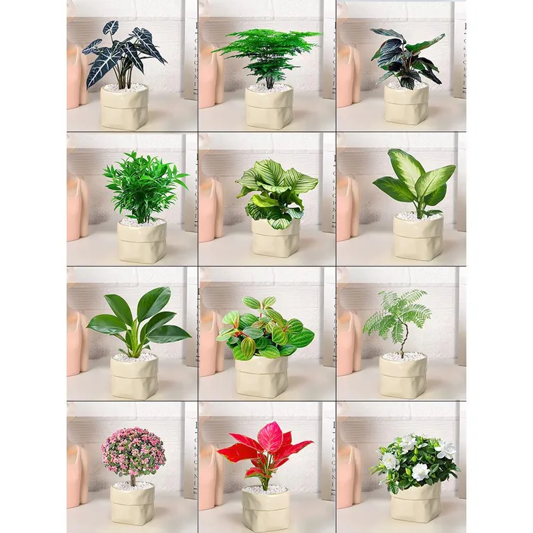 桌面小绿植盆栽绿萝花卉室内客厅办公室吸甲醛植物栀子花好养易活