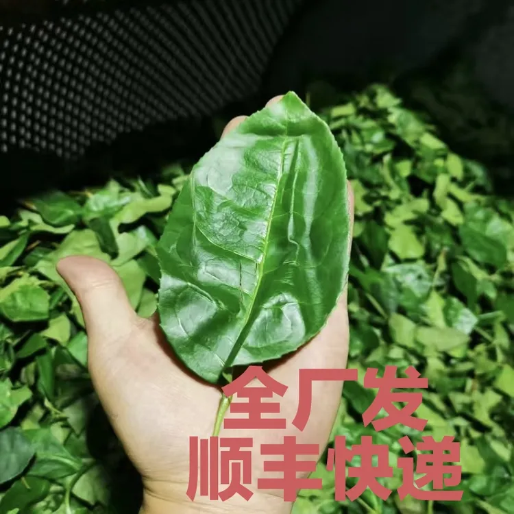2025【中下火雪梨佛手】250克散茶稀有品种