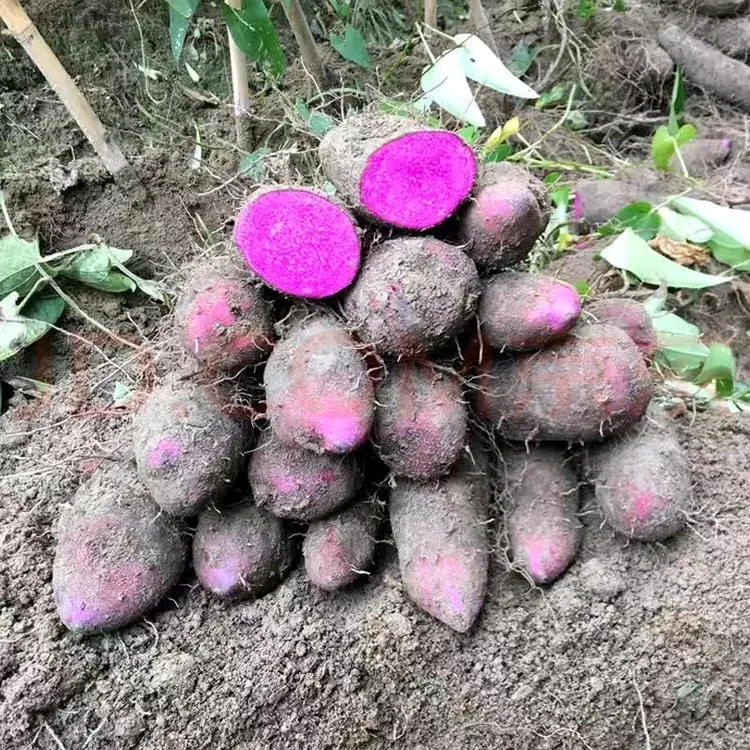 农家种植赣南紫山药农家蔬菜铁棍山药大薯当季新鲜蔬菜紫玉淮山药