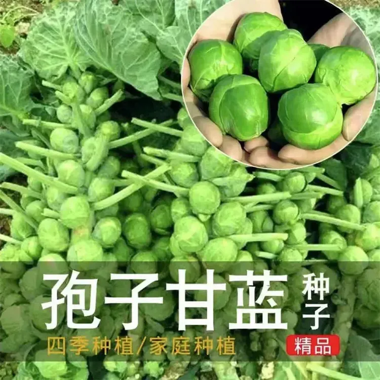 孢子甘蓝种子抱子甘蓝春秋季小型芽球包心菜阳台庭院四季播种简单