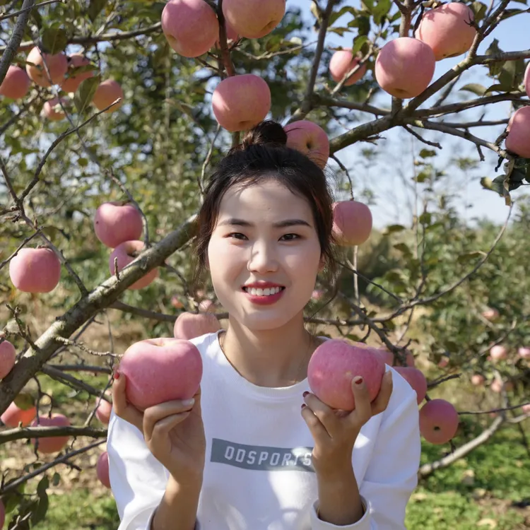 正宗产地红富士苹果新鲜采摘脆甜多汁当季水果