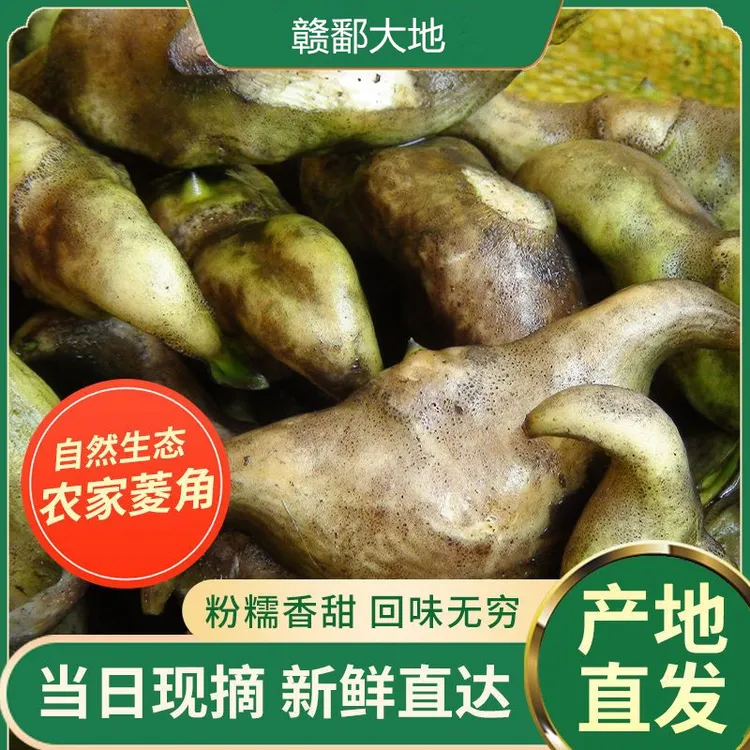 分宜菱角新鲜老菱角江西农家土特产粉糯棱角凌角包邮