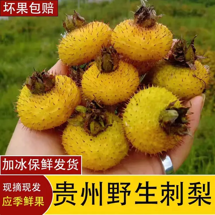 刺梨鲜果 25年新品贵州刺梨现摘刺梨果 三代水果维C之王500克包邮