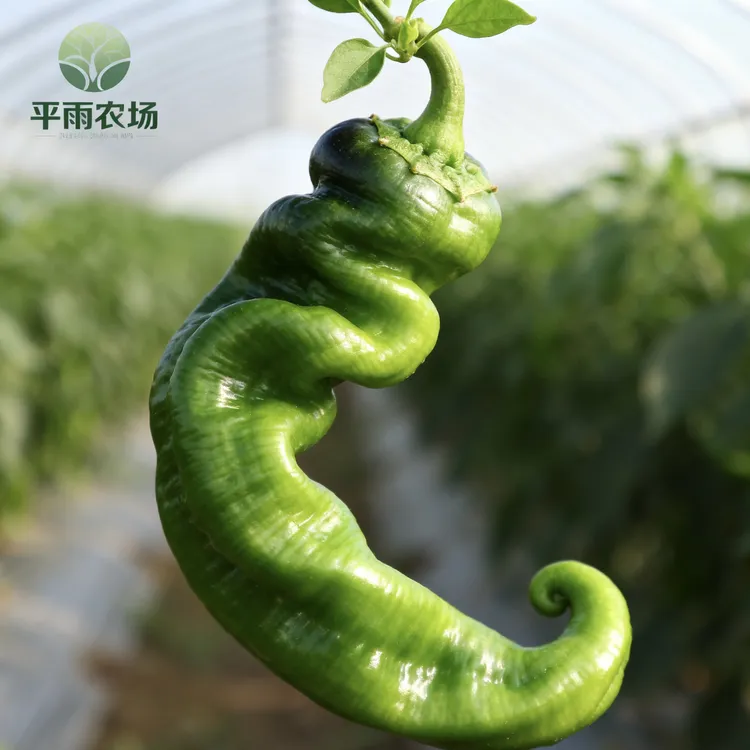 平雨农场-无公害螺丝椒 现摘现发