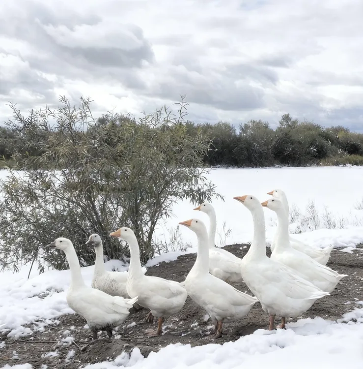 寒地狮白鹅东北散养大鹅【顺丰包邮】