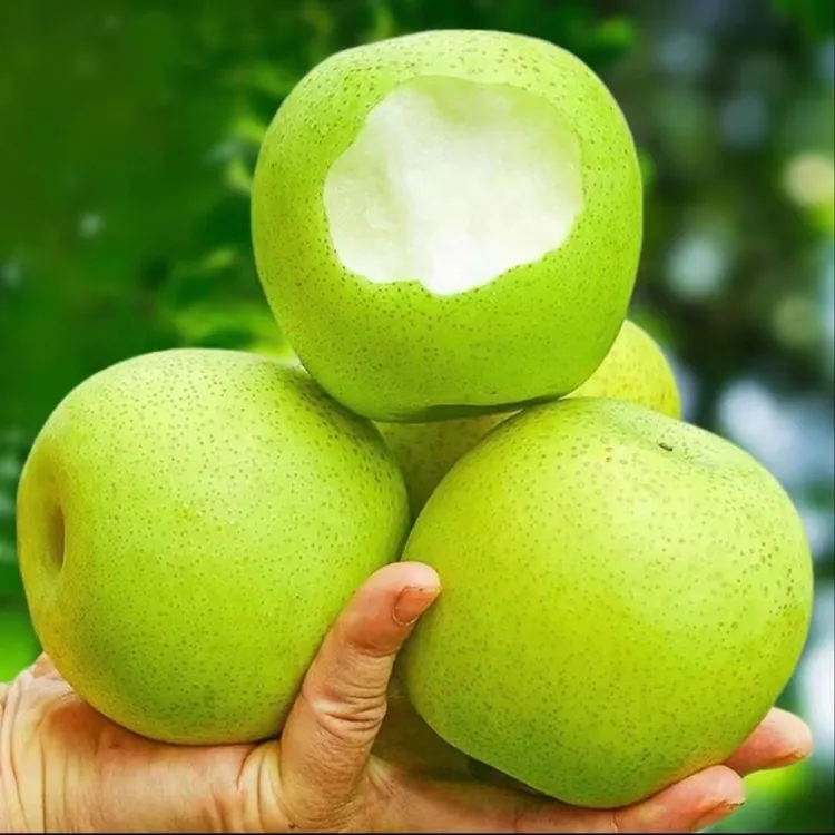【头茬】砀山皇冠蜜梨新鲜水果青梨子现摘苹果梨当季水果