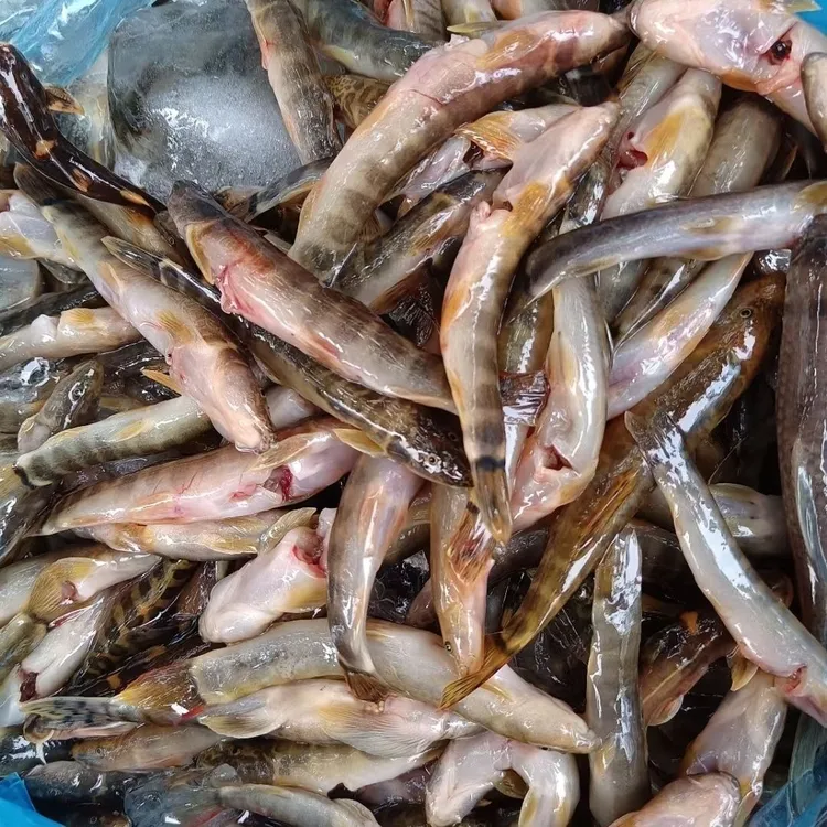 野养刚鳅鱼红尾巴鱼爬石鱼新鲜速冻小河鱼清水鱼冷冻包邮