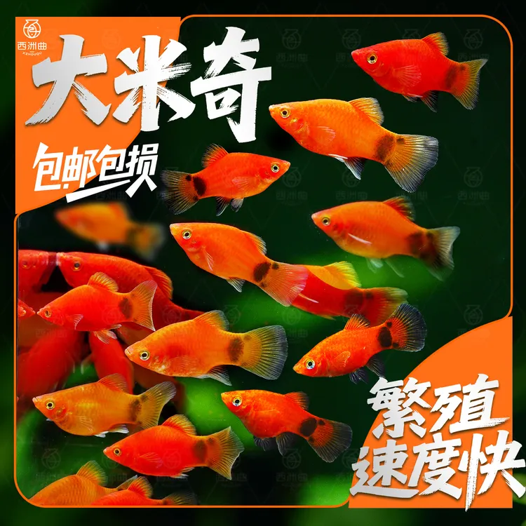 红米奇鱼胎生活体热带观赏鱼耐养可与玛丽鱼孔雀鱼混养