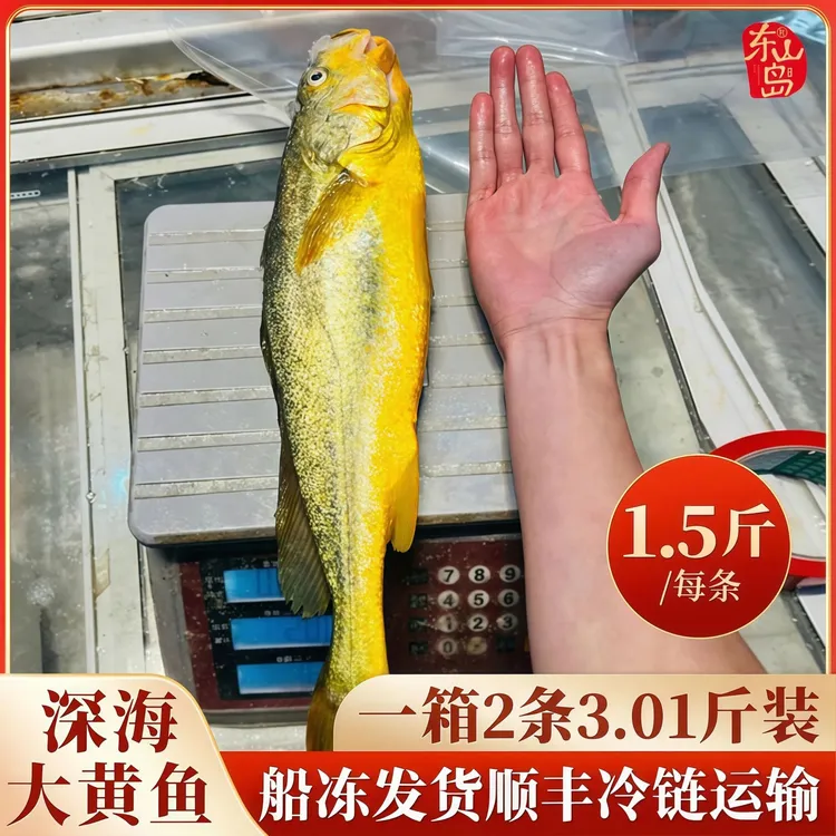 【船冻发货】宁德深海大黄鱼,深夜捕捞船冻锁鲜 2条3斤顺丰包邮